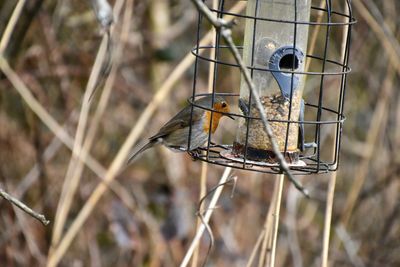 Close-up of bird perching on a feeder