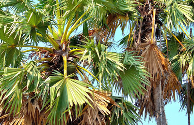 Low angle view of coconut palm tree leaves