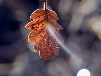 Close-up of dry autumn leaf