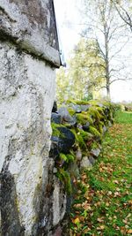 Plant growing on stone wall