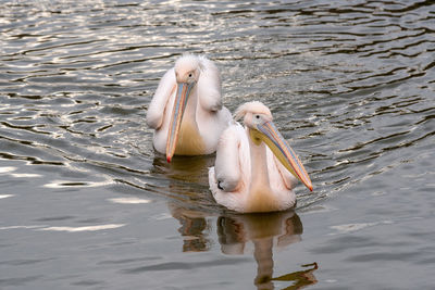 View of birds in lake