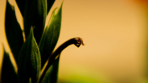 Close-up of insect on plant