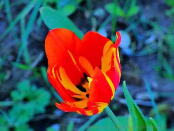 Close-up of orange rose flower