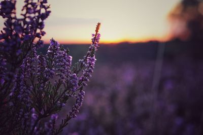 Close-up of purple flowering plant, heather