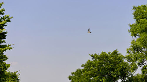 Low angle view of bird flying in sky