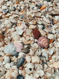 High angle view of shells on pebbles