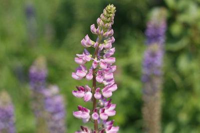 Close-up of pink flowering plants on field