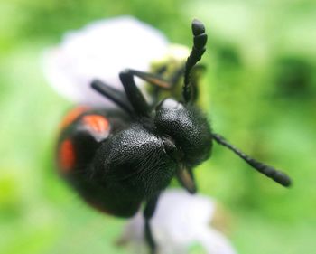 Close-up of insect on flower