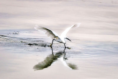 Bird flying in a water