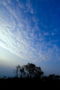 Low angle view of silhouette trees against sky during sunset