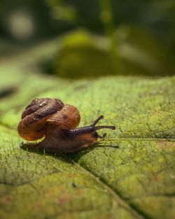 Close-up of snail