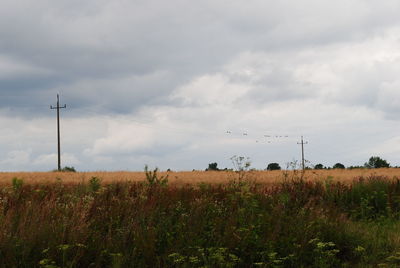 Scenic view of field against sky