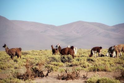 Llamas in a field