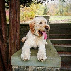 Close-up of dog sitting on tree