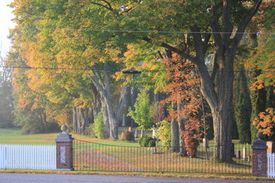 Trees in autumn