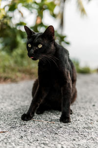 Black cat looking away on road