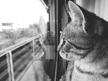 Close-up of a cat looking through window