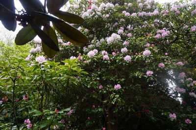 Close-up of pink flowers