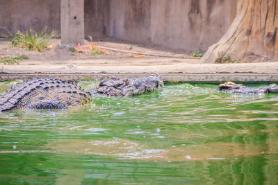 View of ducks swimming in zoo