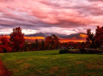 Trees on field against sky during sunset