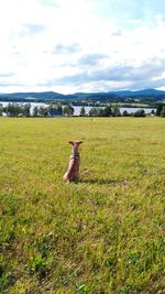 Sheep on field against sky