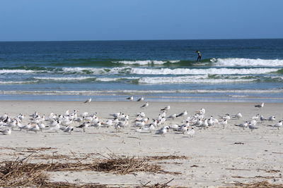 Seagulls perching on sand against sea at beach
