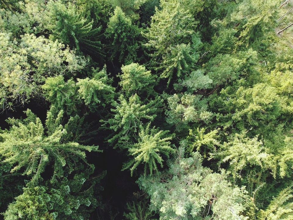 TREES GROWING IN FOREST