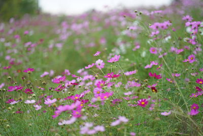 Close-up of pink flowering plants on field