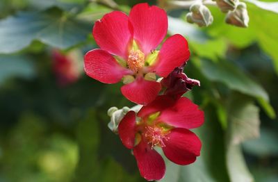 Close-up of red flowering plant