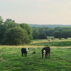 Horses grazing on field against sky