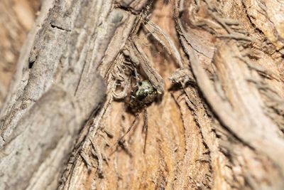 Close-up of insect on tree trunk