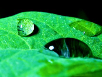 Close-up of water drops on leaf against black background