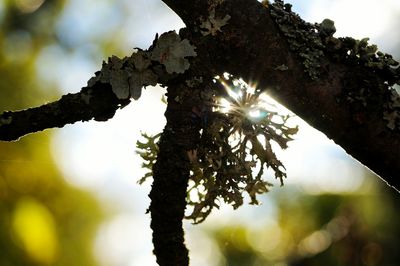 Close-up of tree trunk against bright sun