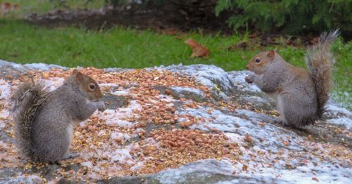 Side view of squirrel sitting on land