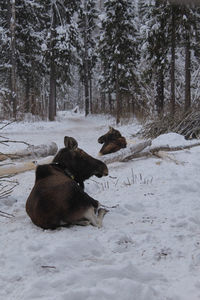 View of an animal on snow covered field
