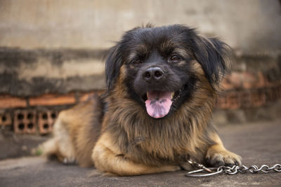 Close-up portrait of a dog