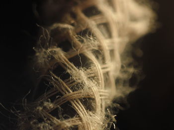 Close-up of star over black background