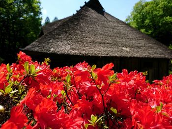 Close-up of red flowers blooming against trees