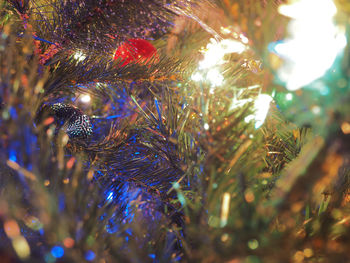 Close-up of plant against blurred background