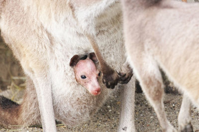 Close-up of horse