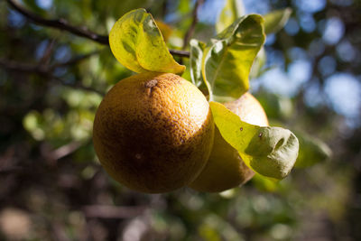 Close-up of leaves against blurred background