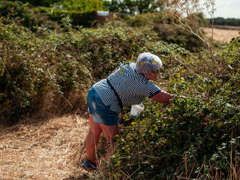 Senior woman harvesting berry fruits