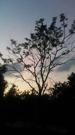 Low angle view of silhouette trees against sky at sunset