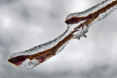 Close-up of icicles on tree