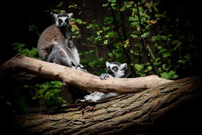 Lemurs relaxing on tree