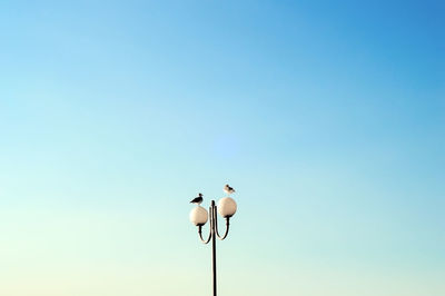 Low angle view of seagulls against clear sky