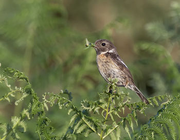 Close-up of bird perching on plant