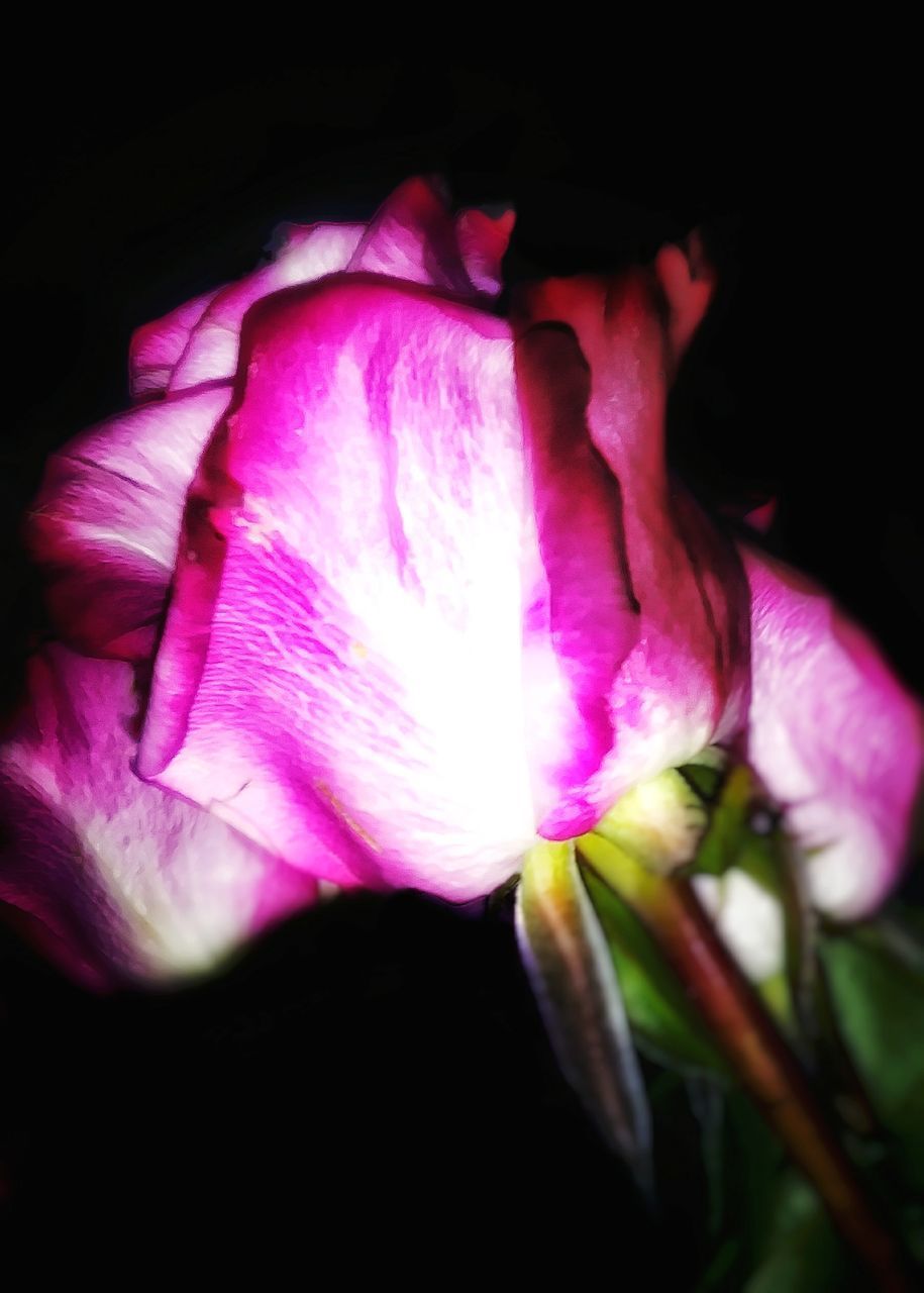 CLOSE-UP OF PINK ROSE FLOWER IN BLACK BACKGROUND