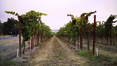 Footpath amidst trees on field against sky