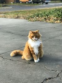 Portrait of ginger cat sitting on road